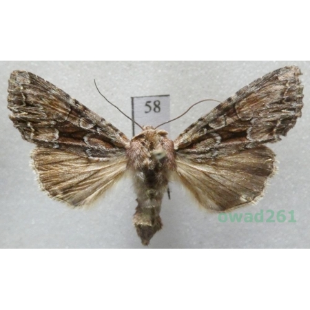 Lacanobia thalassina (Hufnagel, 1766) Czech58